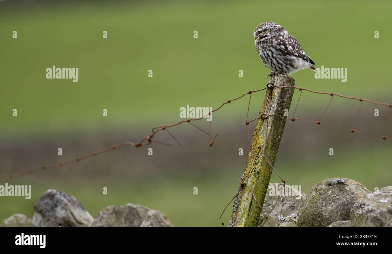 Little Owl (Athene noctua) stand auf einem alten Zaunpfosten während der Jagd in Wensleydale, North Yorkshire, Großbritannien. Stockfoto