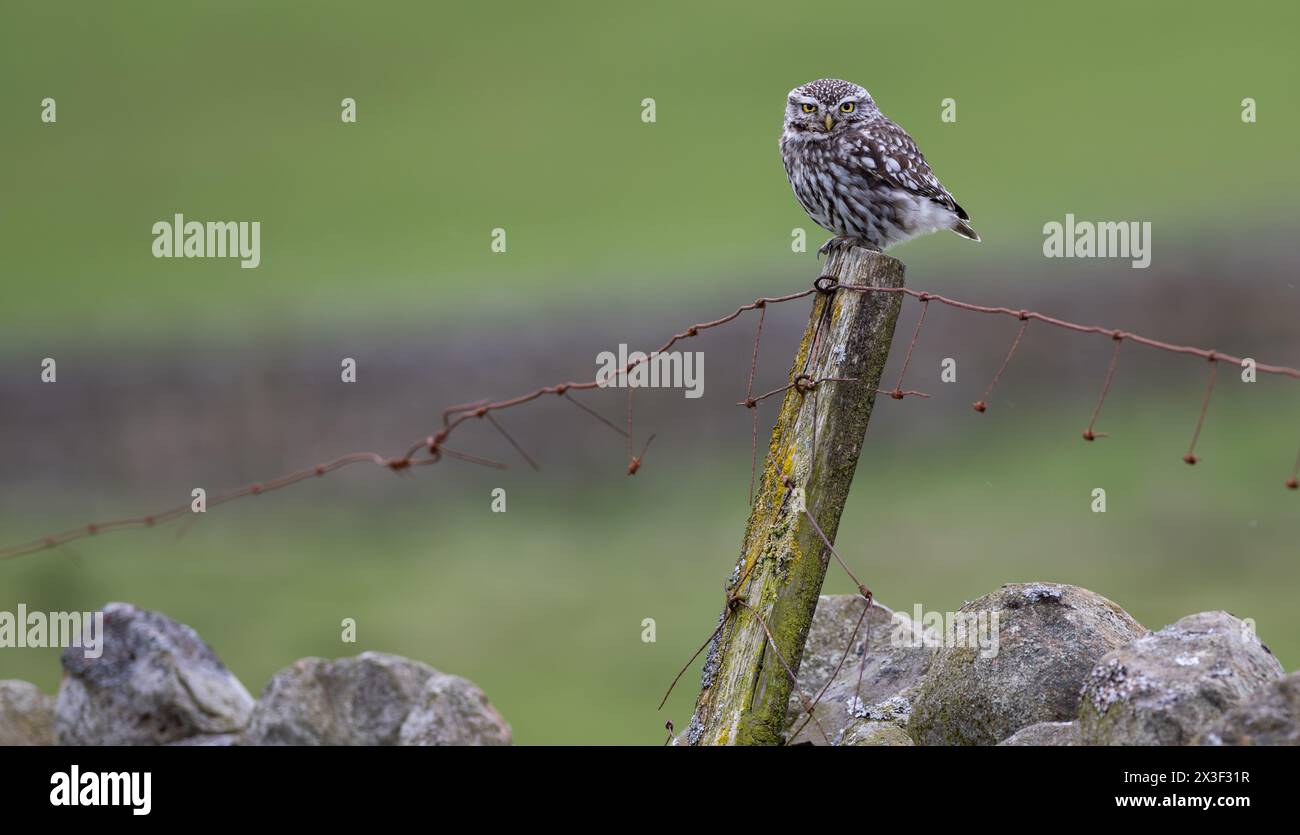 Little Owl (Athene noctua) stand auf einem alten Zaunpfosten während der Jagd in Wensleydale, North Yorkshire, Großbritannien. Stockfoto