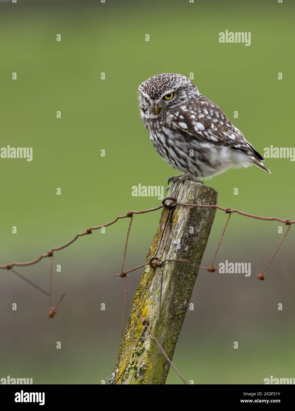 Little Owl (Athene noctua) stand auf einem alten Zaunpfosten während der Jagd in Wensleydale, North Yorkshire, Großbritannien. Stockfoto