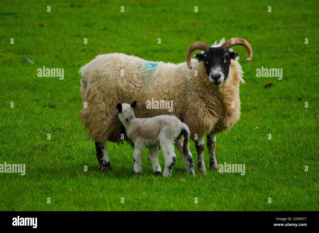 Ein Lamm trinkt Milch von seinem Schaf auf einem Feld im Annandale Valley bei Moffat in Dumfries and Galloway, Schottland, Großbritannien Stockfoto