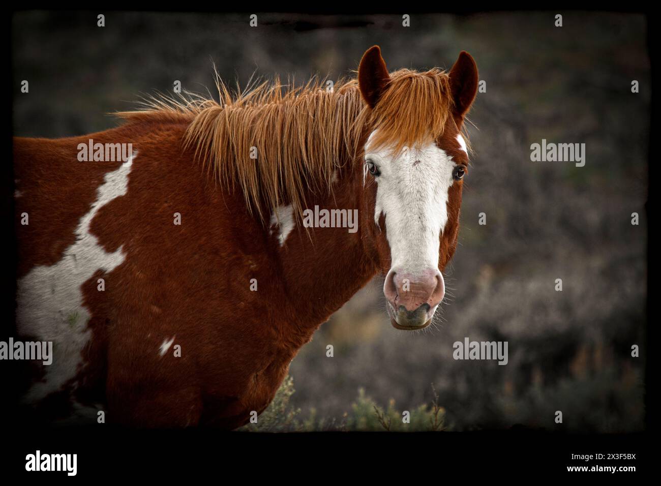 Die Wildpferdeherde des Onaqui Mountain hat eine leichte bis mittelschwere Struktur und ist in Farben wie Sauerampfer, roan, Buchleder, Schwarz, Palomino, und grau. Stockfoto