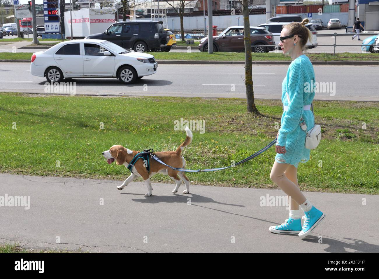Moskau, Russland - 26. April. 2024. Eine Frau läuft mit einem Beagle an der Leine entlang des Bürgersteigs entlang der Straße Stockfoto
