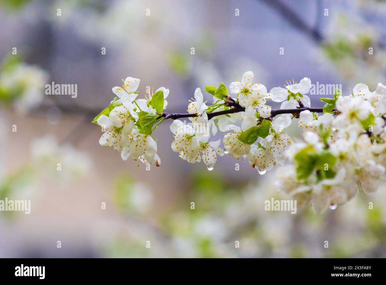 Regentropfen auf den weißen Blüten eines blühenden Apfelbaums. Selektiver Fokus Stockfoto