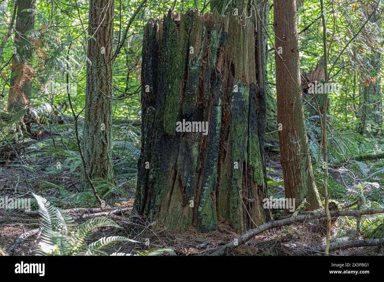 Verfaulender Stumpf Stockfoto