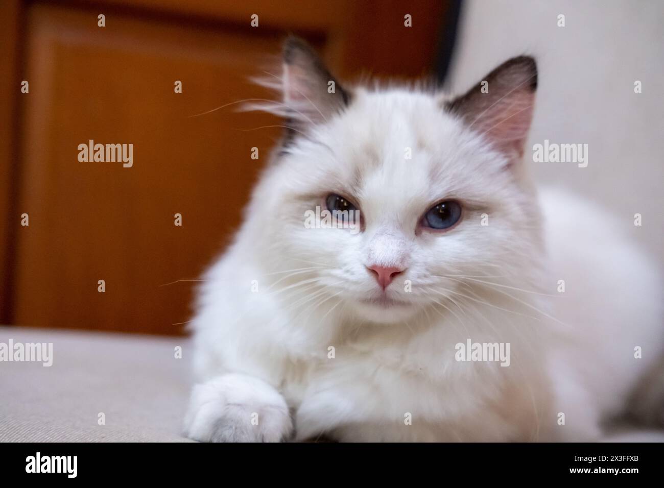 Süße, kleine Ragdoll-Katze. 4 Monate alt Stockfoto