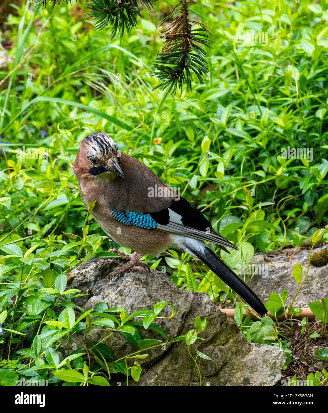 Eurasian Jay (Garrulus glandarius) sucht nach Büschen für das Nest Stockfoto
