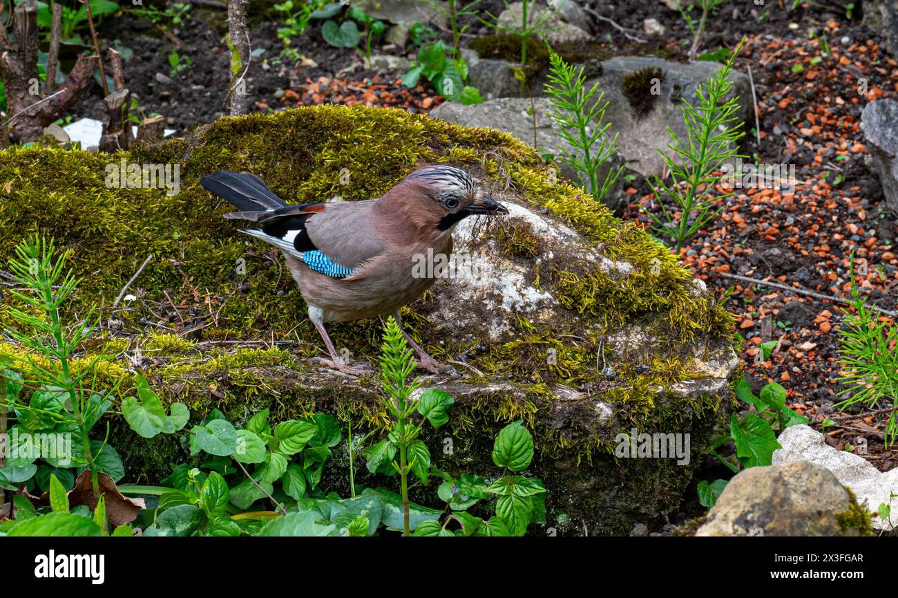 Eurasian Jay (Garrulus glandarius) sucht nach Büschen für das Nest Stockfoto