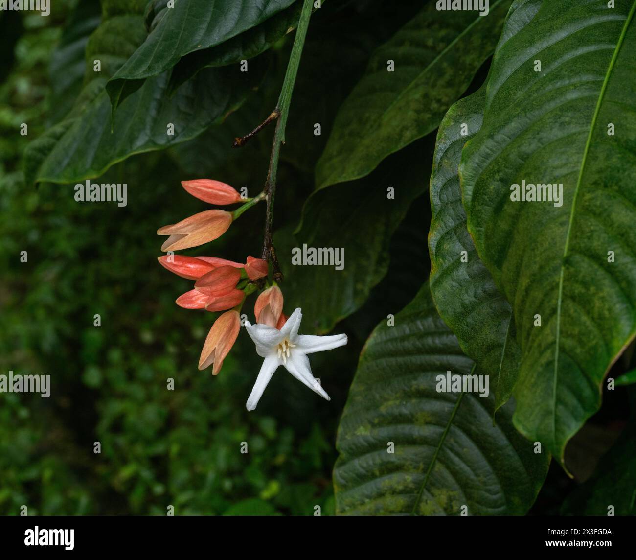 Erythrochiton ist eine Pflanzengattung der Familie Rutaceae (Erythrochiton brasiliensis) Stockfoto