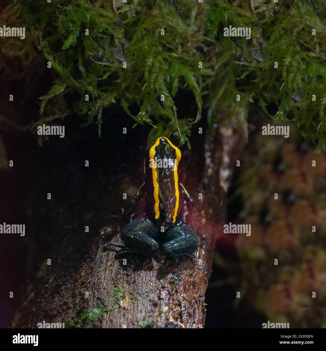 Golfodulcean Poison Frog (Phyllobates vittatus) - in Gefangenschaft gezüchtet. Endemisch in Costa Rica. Stockfoto