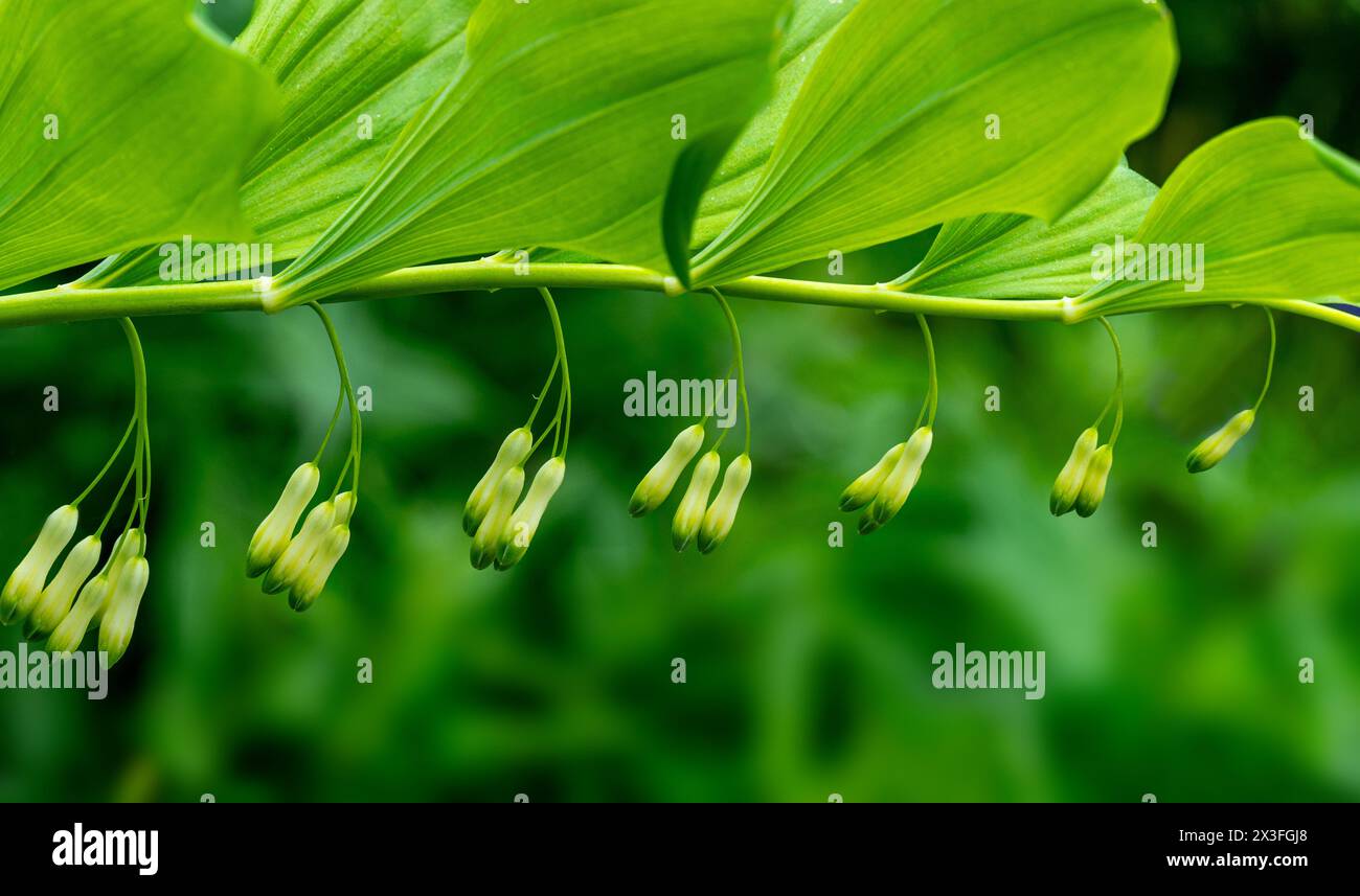 Solomons Dichtung, Polygonatum multiflorum. Grüner Stiel mit röhrenförmigem, glockenförmigem Schaft. Stockfoto