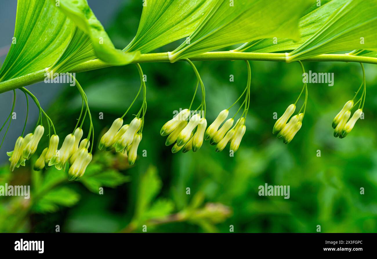 Solomons Dichtung, Polygonatum multiflorum. Grüner Stiel mit röhrenförmigem, glockenförmigem Schaft. Stockfoto