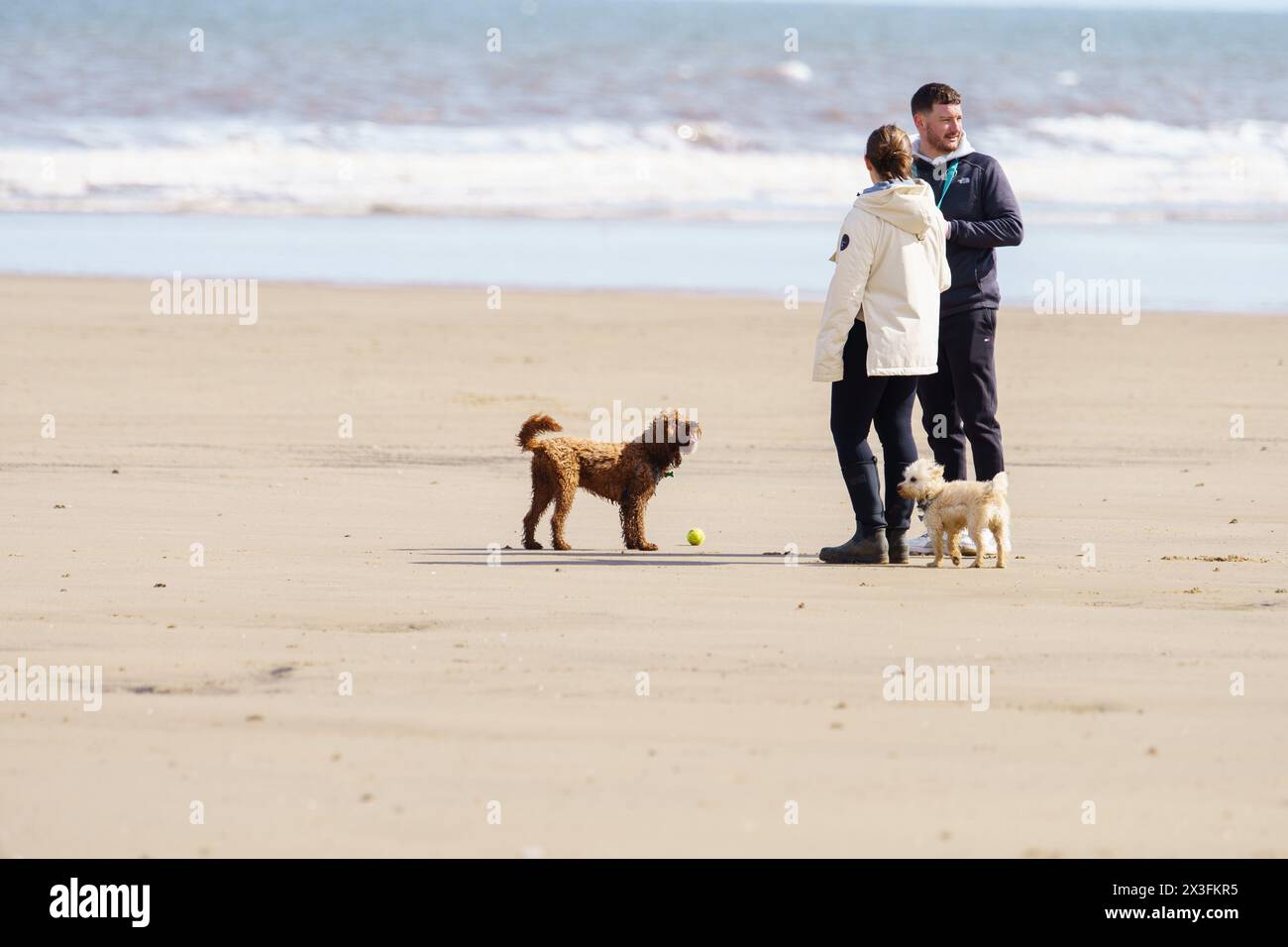 Hundeschlittenläufer gehen an den Strand, um das sonnige Wetter zu genießen, Fraisthorpe Beach, East Yorkshire, Großbritannien Stockfoto