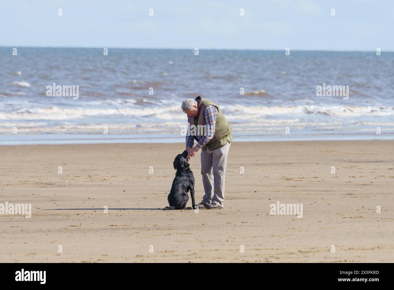 Hundeschlittenläufer gehen an den Strand, um das sonnige Wetter zu genießen, Fraisthorpe Beach, East Yorkshire, Großbritannien. Eine Person. Ein Hund. Stockfoto