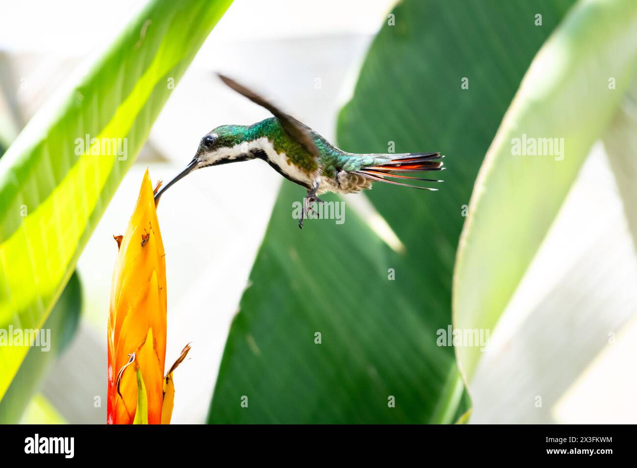 Schwarzkehlkopf, Anthracothorax nigricollis, fliegt und ernährt sich von einer tropischen Helikonia-Blüte Stockfoto