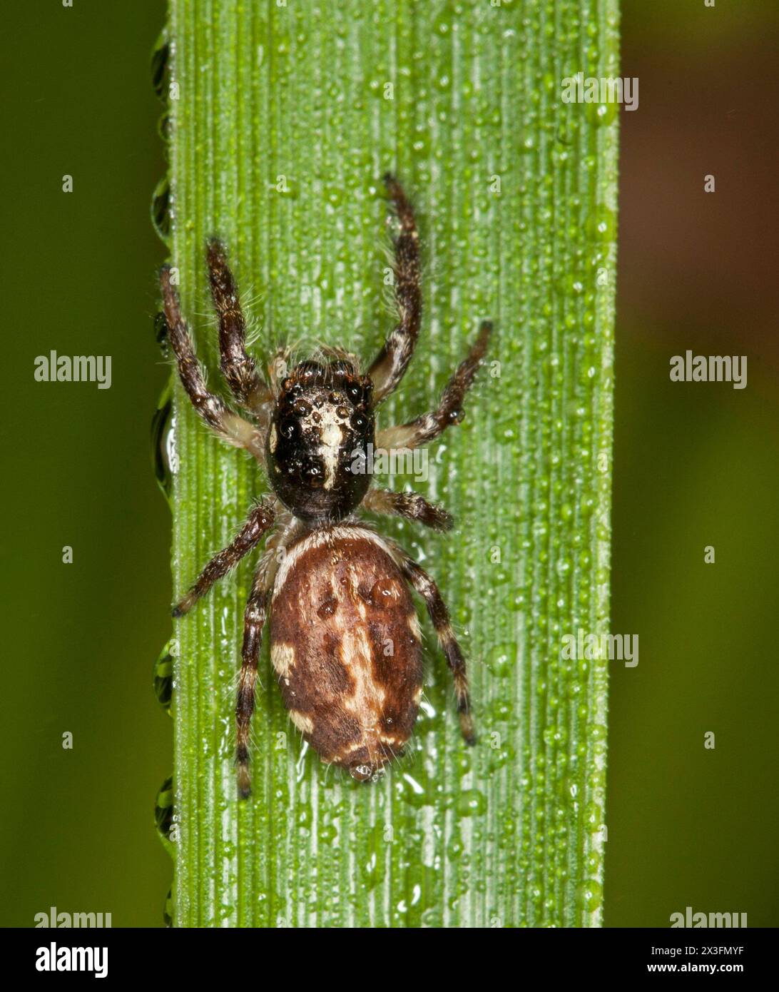 Spinne auf Blatt einer Samtflegel, Sandalodes Scopifer (zweifleckige Sandalodes) - wahrscheinlich ein Weibchen Stockfoto