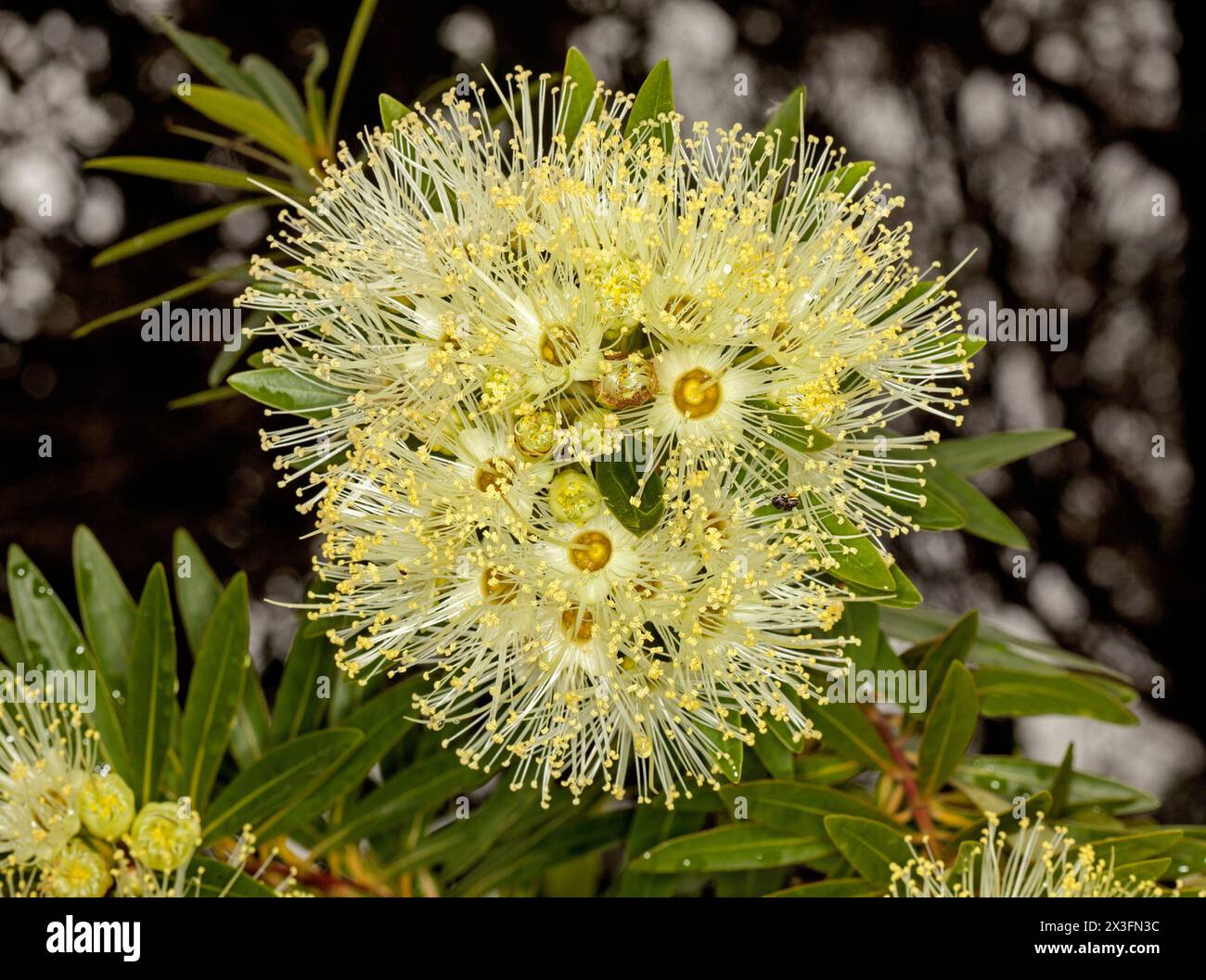 Xanthostemon verticilliatus -Fotos und -Bildmaterial in hoher Auflösung ...