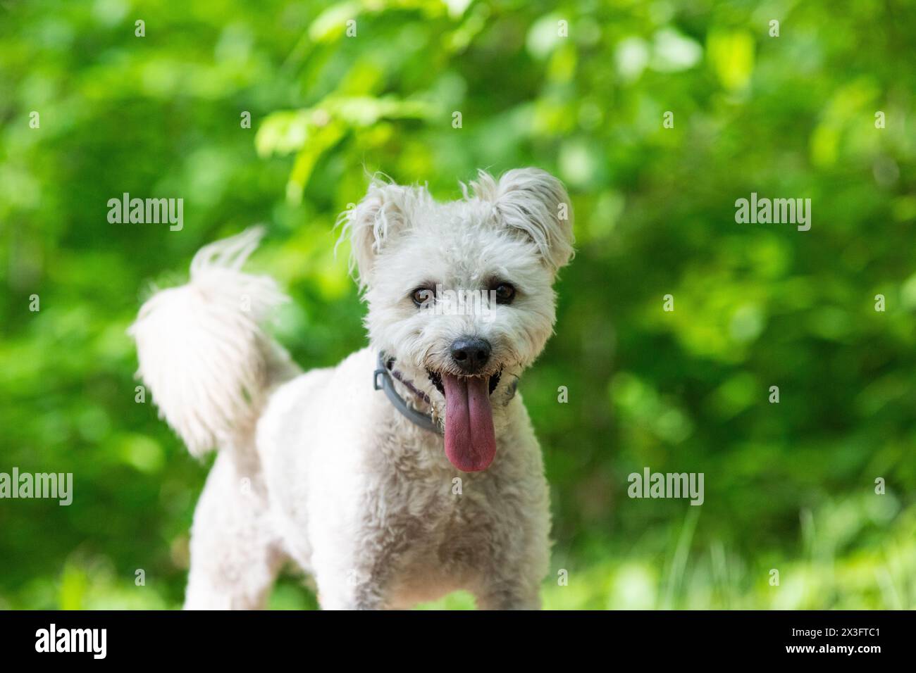 Süßer kleiner Pumi-Hund, der die Natur genießt Stockfoto