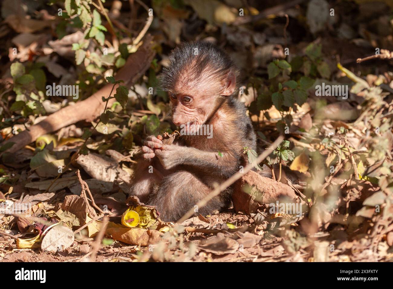 Baby-Pavian isst Obst Stockfoto