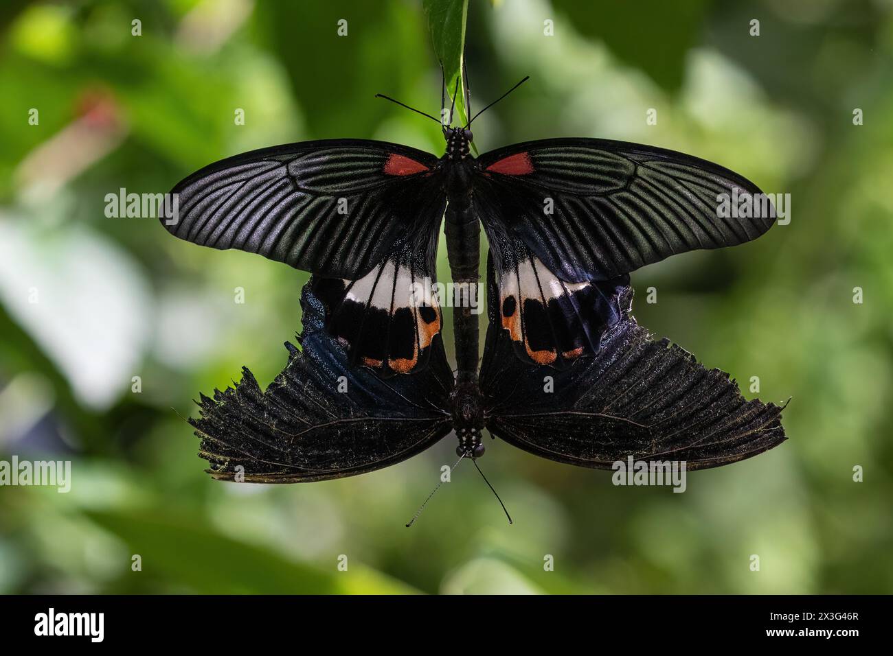 Ruby gepunktete Schwalbenschwanzfalter (Papilio anchisiades) Paarung. Einer mit zerfetzten Flügeln. Auf der Insel Aruba. Stockfoto