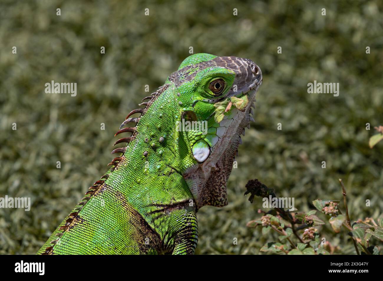 Nahaufnahme Porträt des jungen grünen Leguans (Leguana Leguana), Kamera zugewandt. Auf der Insel Aruba. Hellgrüne Schuppen, Gras im Hintergrund. Stockfoto