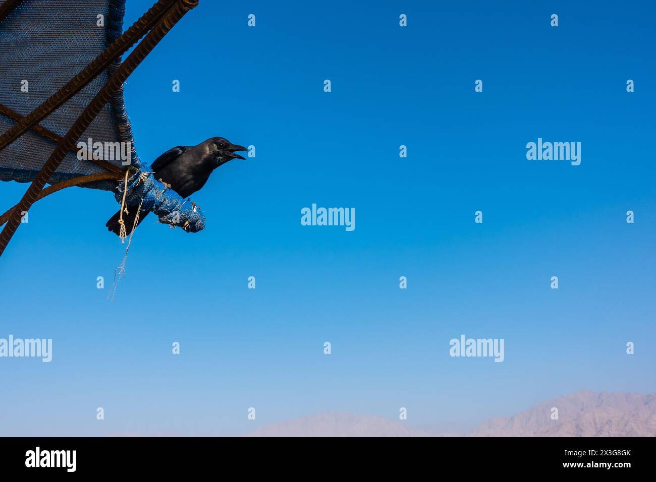Schwarze Vogelkrähe, die mit offenem Schnabel an einem klaren blauen Himmel mit Bergen des Toten Meeres in Eilat, Israel, ruft Stockfoto