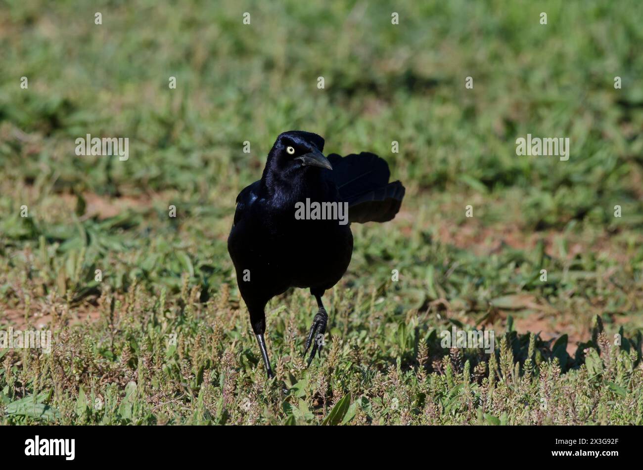 Schwanzgrackle, Quiscalus mexicanus, männlich Stockfoto