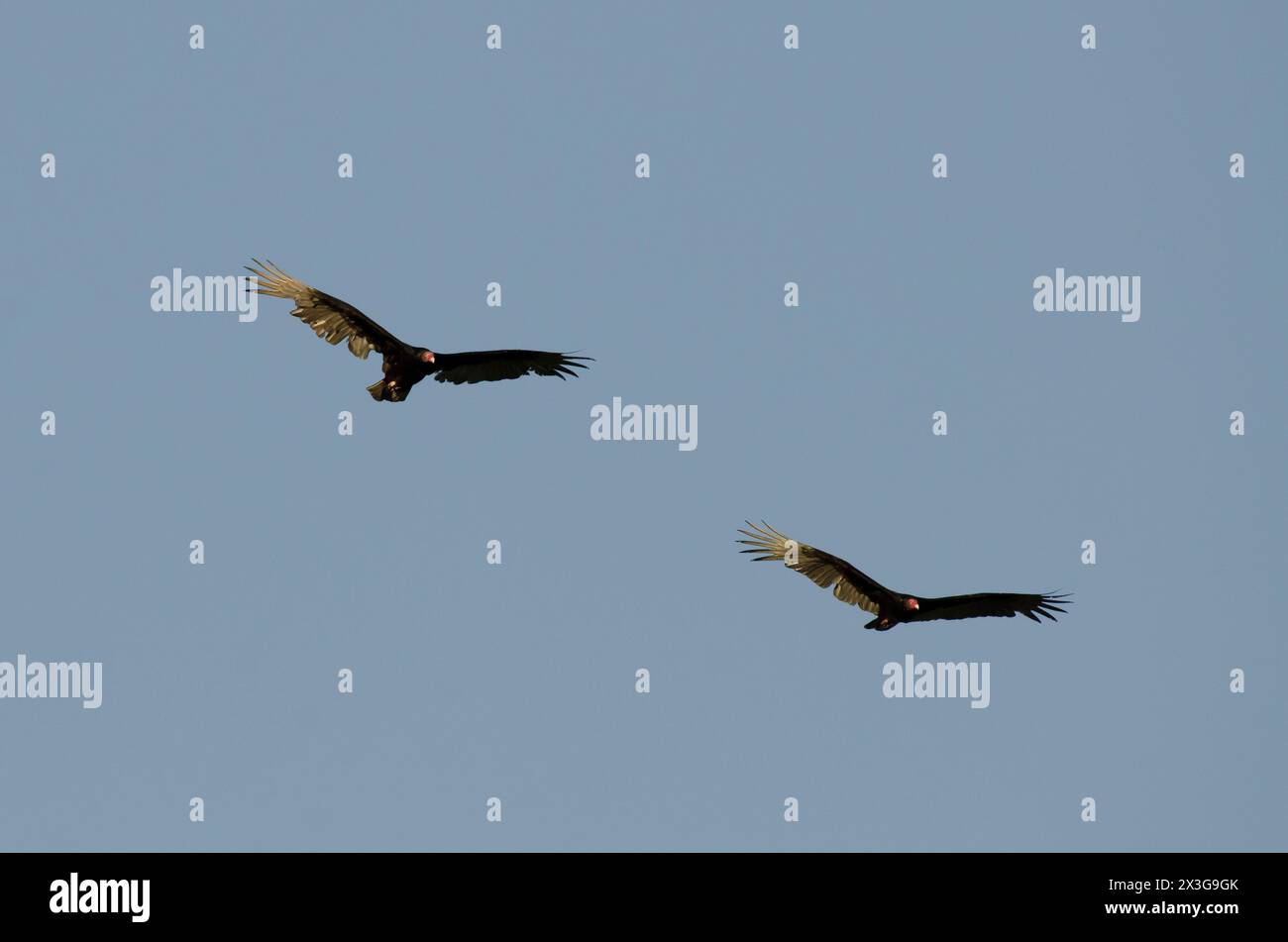 Truthahngeier, Cathartes Aura, fliegen hoch Stockfoto