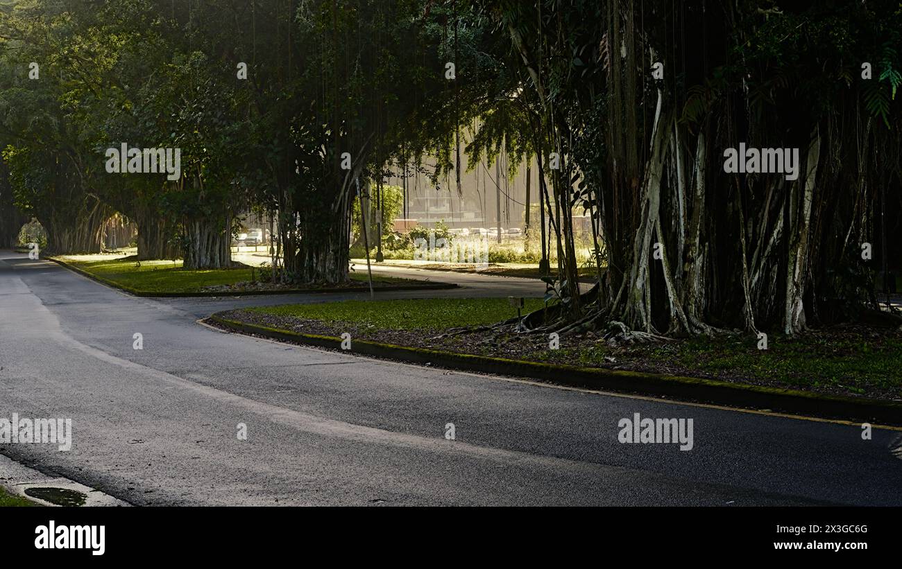 Banyan-Bäume entlang der gekrümmten Straße im Morgensonnenlicht in Hilo, Hawaii Stockfoto