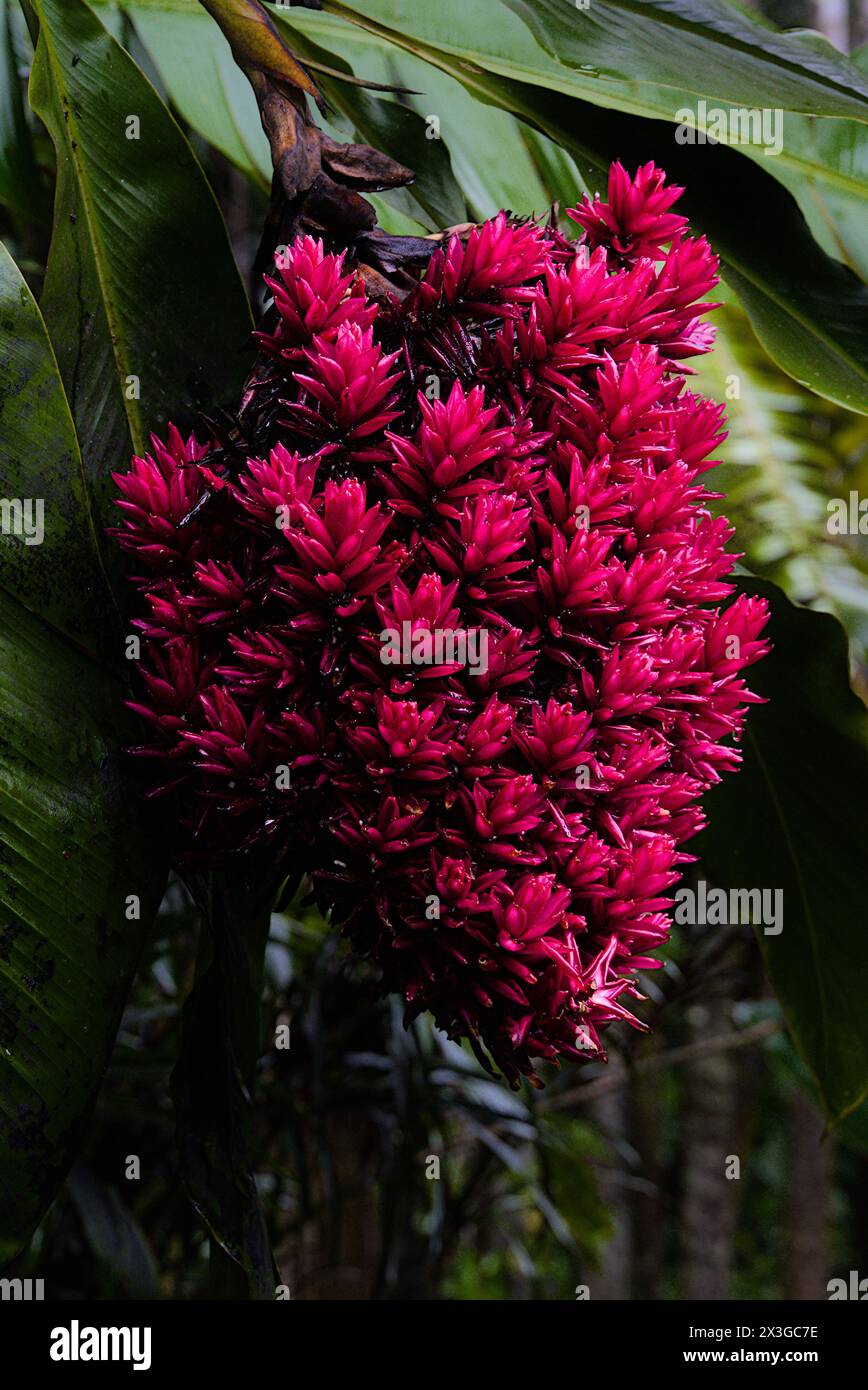 Hilo Botanischer Garten auf Big Island, Hawaii. Stockfoto