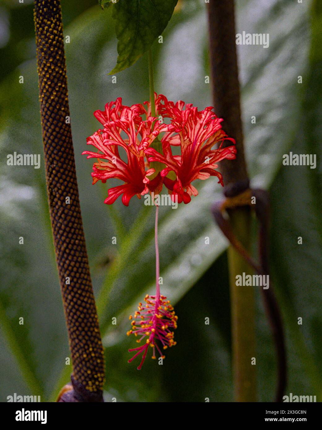 Hilo Botanischer Garten auf Big Island, Hawaii. Stockfoto