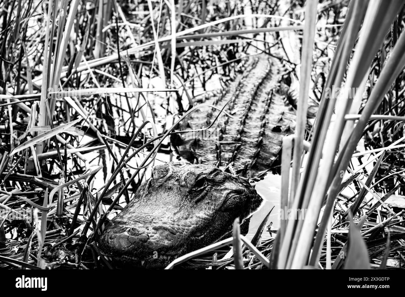 Selektiver Fokus auf den Kopf eines amerikanischen Allegators, der sich im Sumpfgras in den Florida Everglades versteckt. Stockfoto