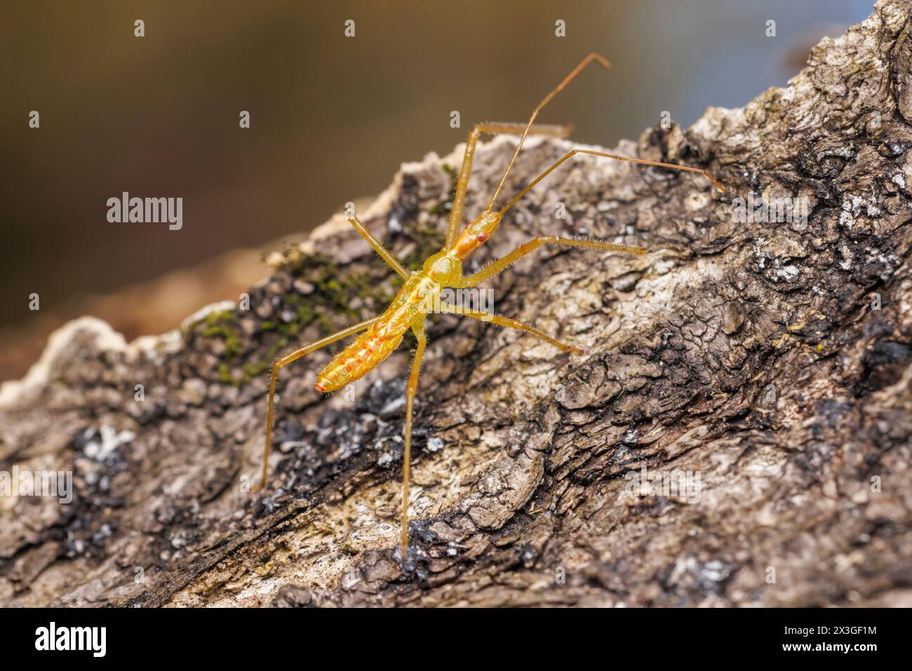 Blassgrüner Assassin Bug (Zelus luridus) - Nymphe Stockfoto