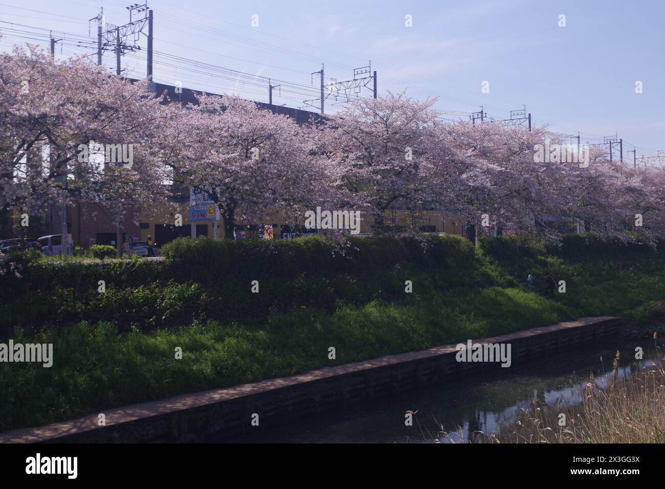 Die Kirschblüte entlang des Flusses in der Präfektur Saitama, Japan Stockfoto