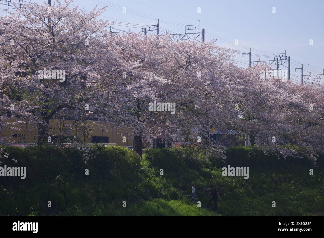 Die Kirschblüte entlang des Flusses in der Präfektur Saitama, Japan Stockfoto