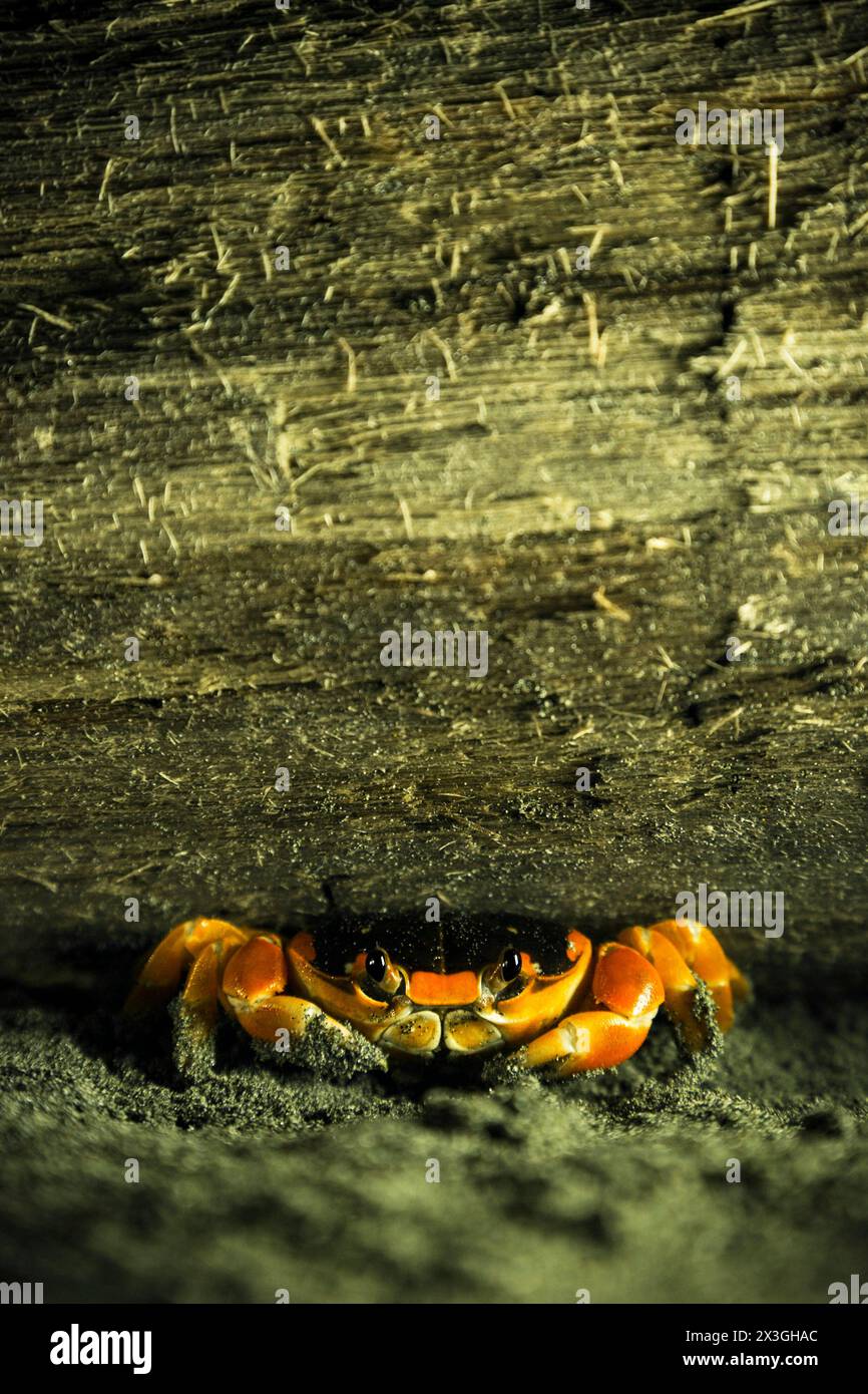 Orange Krabbe Stockfoto