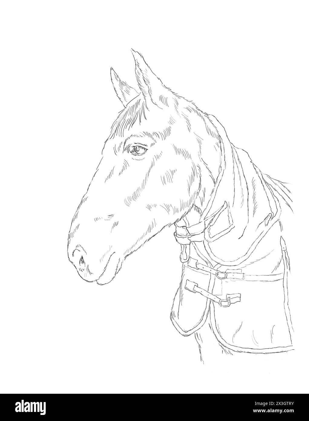 Porträt eines Pferdes aus dem Bay American Quarter im Winterfell. Künstlerische Handzeichnung schwarz-weiß. Nutztier- und Naturkonzept. Stockfoto