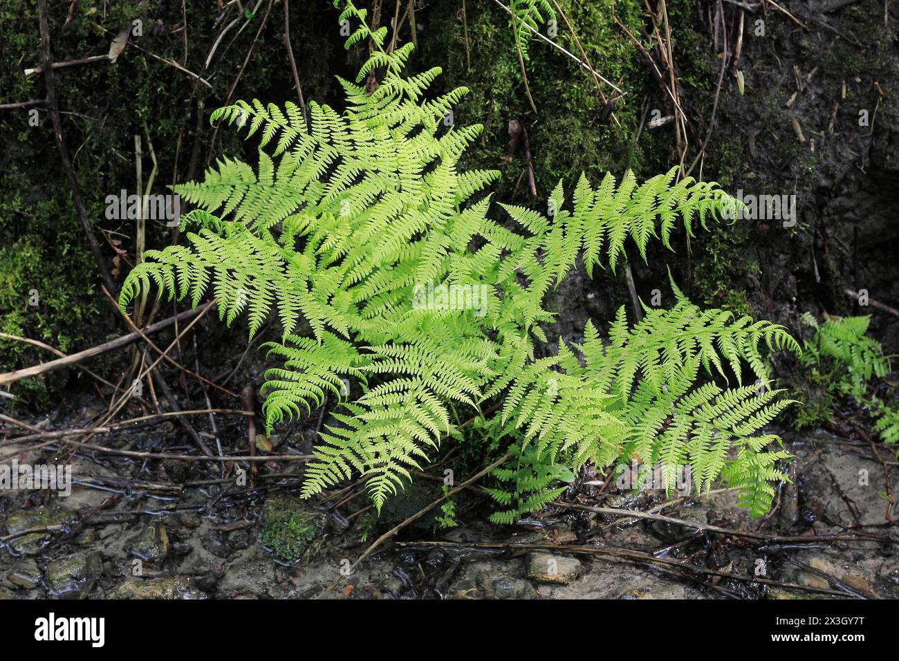 Lady Farn (Athyrium filix-femina), am Wasser, Nordrhein-Westfalen, Deutschland Stockfoto