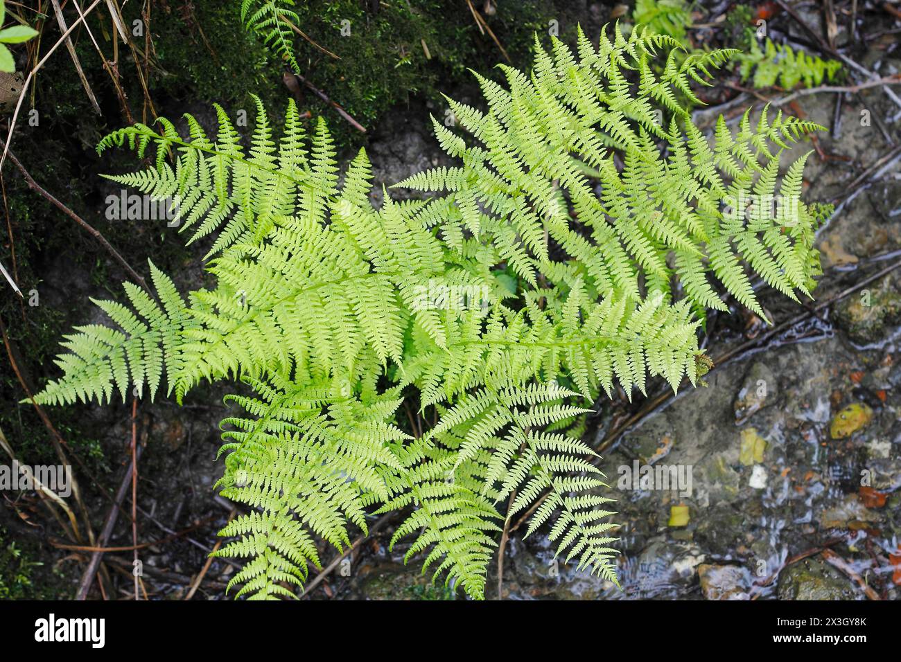 Lady Farn (Athyrium filix-femina), am Wasser, Nordrhein-Westfalen, Deutschland Stockfoto