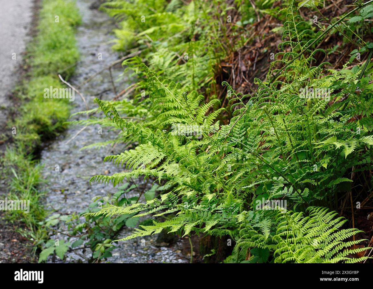 Lady Farn (Athyrium filix-femina), am Wasser, Nordrhein-Westfalen, Deutschland Stockfoto