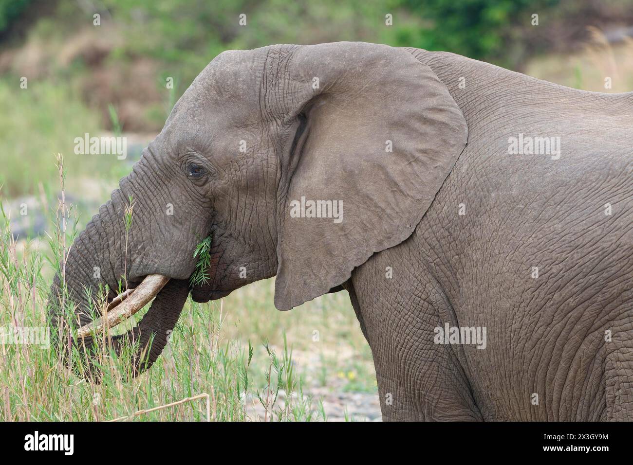 Afrikanischer Buschelefant (Loxodonta africana), erwachsener Männchen, der sich von Schilf im Bett des Olifants River ernährt, Kopf Nahaufnahme, Kruger National Park, Süd A Stockfoto