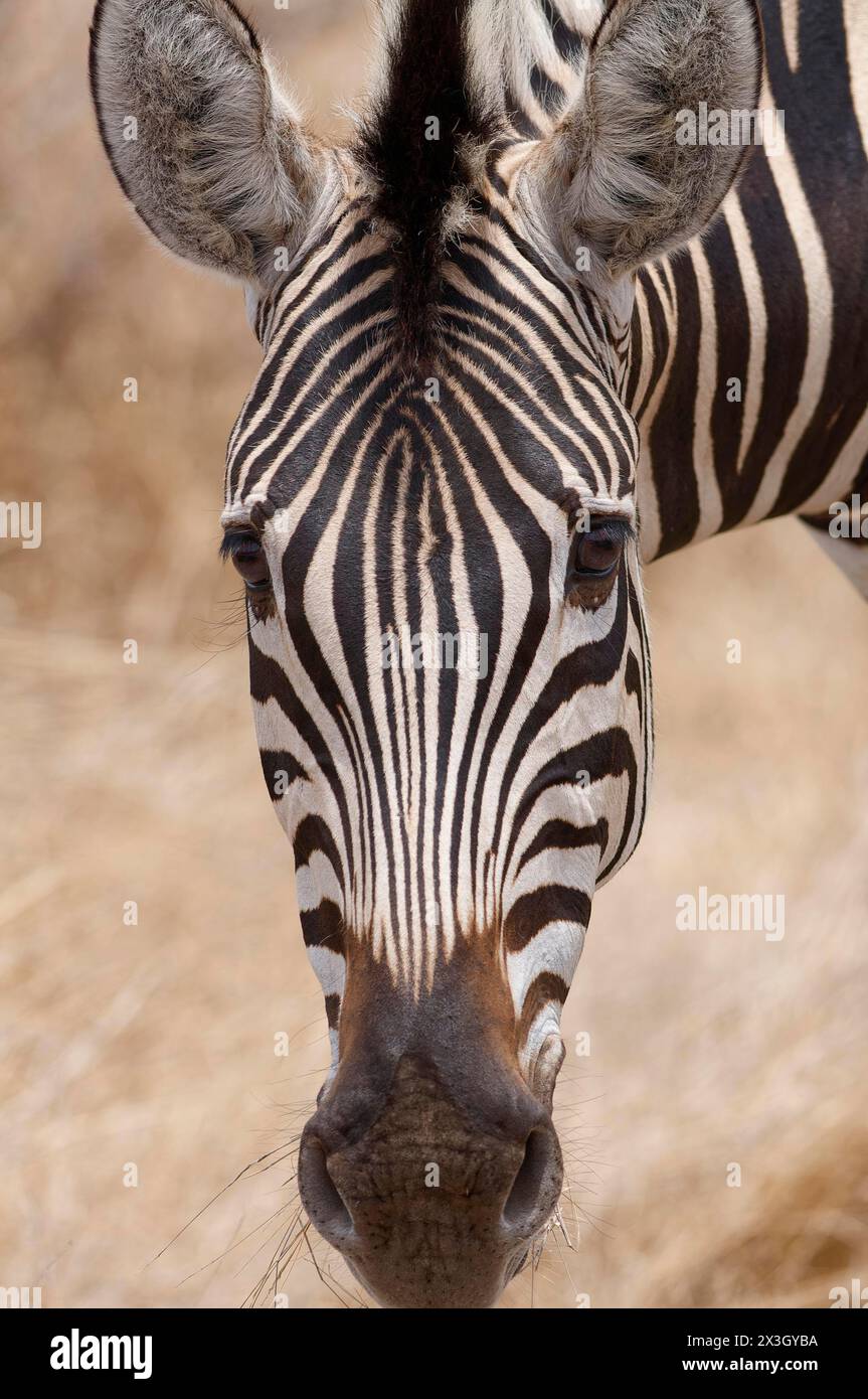 Burchell's Zebra (Equus quagga burchellii), erwachsenes Futter auf trockenem Gras, Nahaufnahme des Kopfes, Tierporträt, Kruger-Nationalpark, Südafrika, Afrika Stockfoto