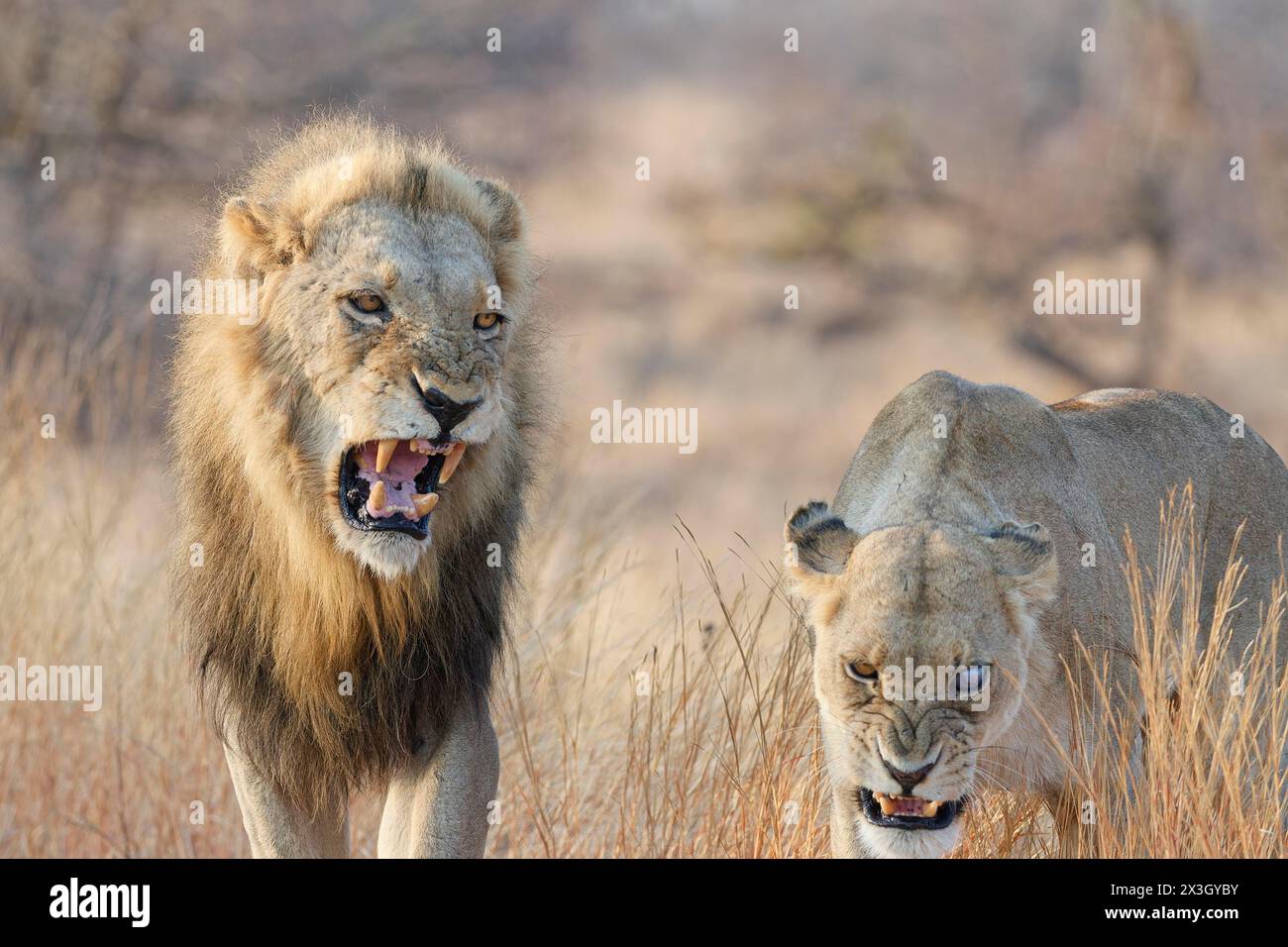 Afrikanische Löwen (Panthera leo melanochaita), zwei Erwachsene, männlich und einäugig weiblich, laufen im hohen trockenen Gras, während sie brüllen, Morgenlicht, Kruger Na Stockfoto