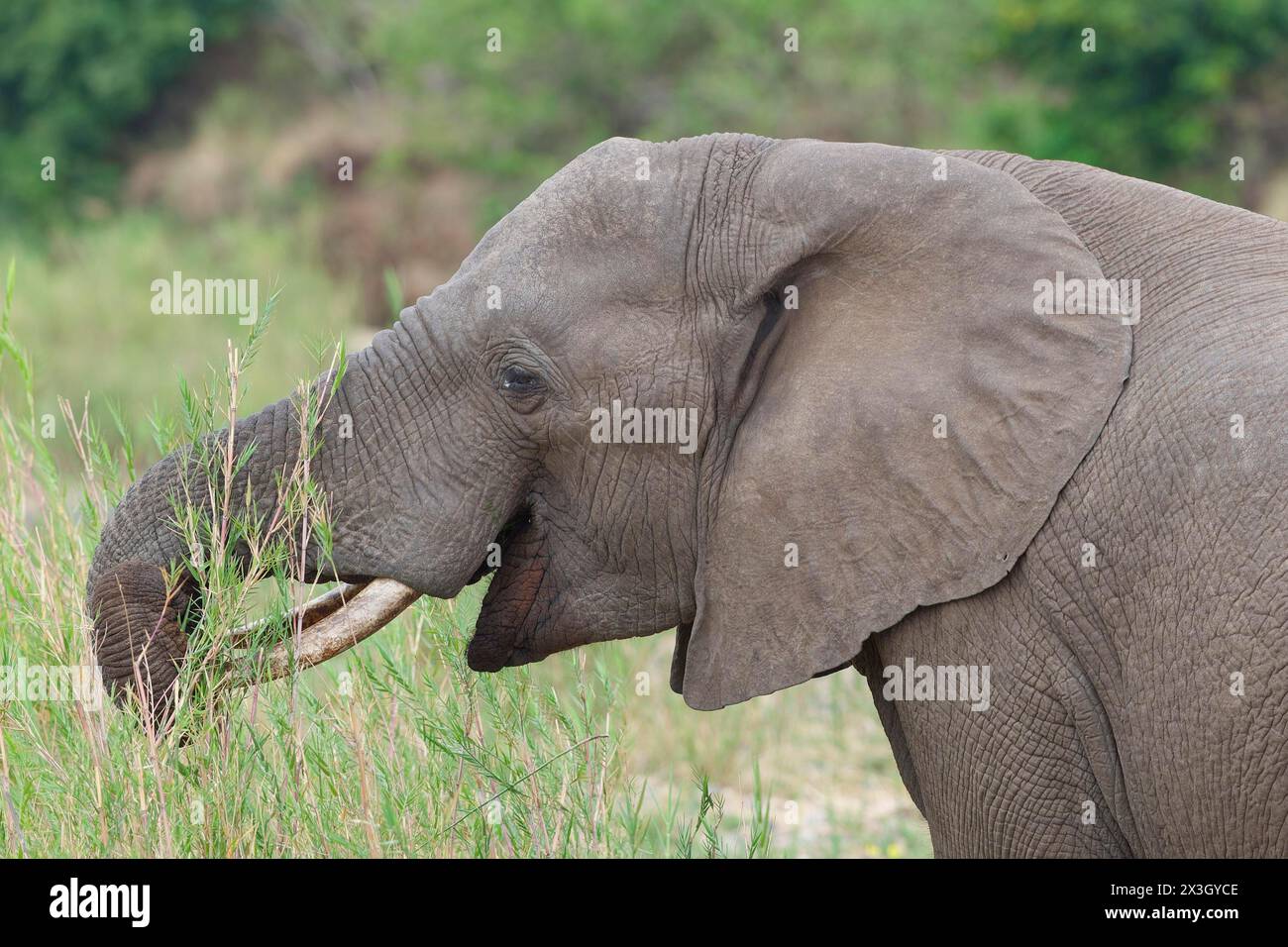 Afrikanischer Buschelefant (Loxodonta africana), erwachsener Männchen, der sich von Schilf im Bett des Olifants River ernährt, Kopf Nahaufnahme, Kruger National Park, Süd A Stockfoto