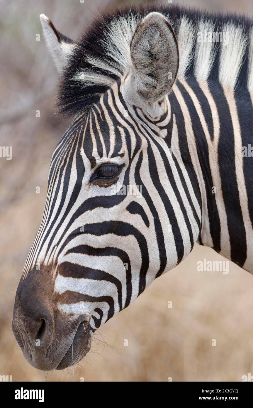 Burchell's Zebra (Equus quagga burchellii), erwachsene Fütterung auf trockenem Gras, Kopf-Nahaufnahme, Profilkopf, Kruger-Nationalpark, Südafrika, Afrika Stockfoto
