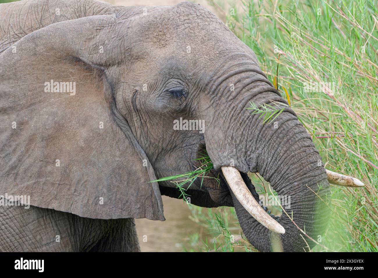 Afrikanischer Buschelefant (Loxodonta africana), Erwachsener, der sich von Schilf im Bett des Olifants River ernährt, Kopf aus nächster Nähe, Kruger-Nationalpark, Südafrika Stockfoto