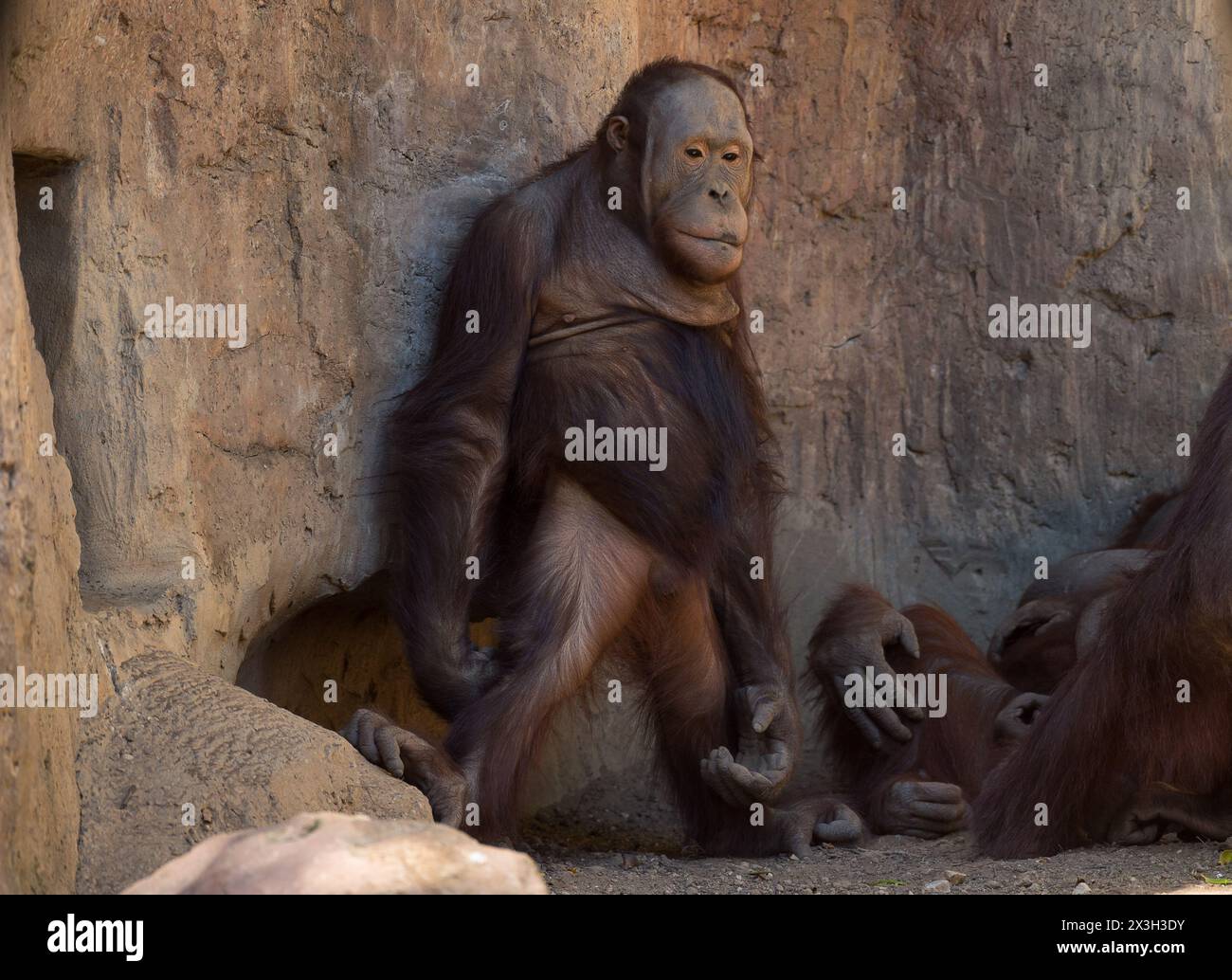 Malaga, Spanien. April 2024. Ein männlicher Orang-Utan namens Saba steht in seinem Gehege am Bioparc in Fuengirola. Bioparc Fuengirola begrüßt die Ankunft eines neuen Bornean-Orang-Utans namens „Popo“, der nach dem Tod des früheren Alpha-Mannes der Orang-Utan-Gruppe zum neuen dominanten Orang-Utan wird. Ab 2002 nimmt Bioparc Fuengirola am EAZA Ex-situ-Programm (EEP) Teil, einem Programm zur Erhaltung und Fortpflanzung von Wildtieren. (Foto von Jesus Merida/SOPA Images/SIPA USA) Credit: SIPA USA/Alamy Live News Stockfoto