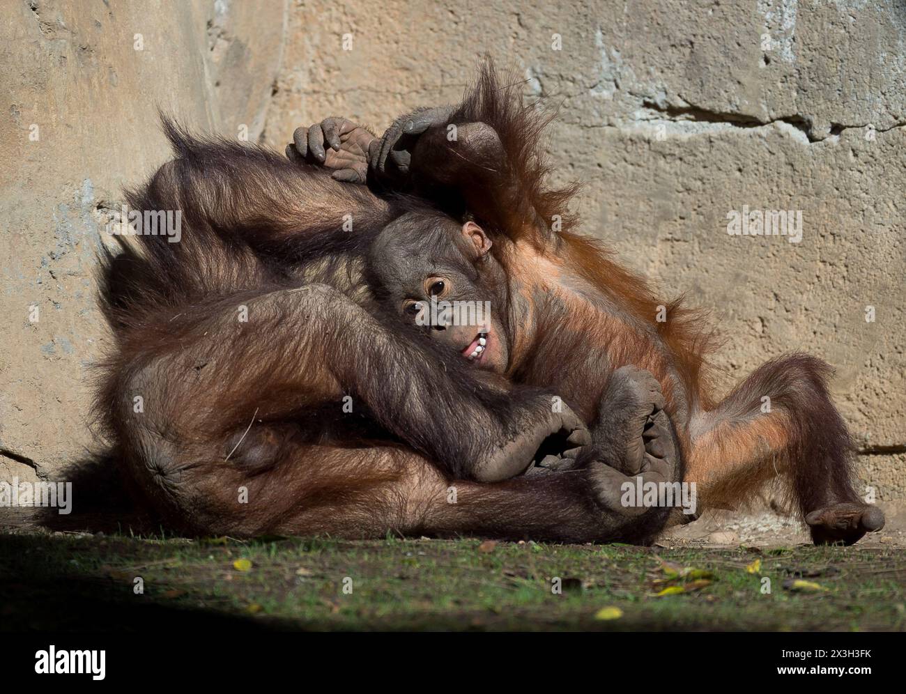 Ein neuer zehnjähriger männlicher Bornean Orang-Utan (Pongo pygmaeus) namens Popo (L) spielt mit dem männlichen Orang-Utan-Baby Neo (C) in ihrem Gehege am Bioparc in Fuengirola. Bioparc Fuengirola begrüßt die Ankunft eines neuen Bornean-Orang-Utans namens „Popo“, der nach dem Tod des früheren Alpha-Mannes der Orang-Utan-Gruppe zum neuen dominanten Orang-Utan wird. Ab 2002 nimmt Bioparc Fuengirola am EAZA Ex-situ-Programm (EEP) Teil, einem Programm zur Erhaltung und Fortpflanzung von Wildtieren. (Foto: Jesus Merida/SOPA Images/SIPA USA) Stockfoto