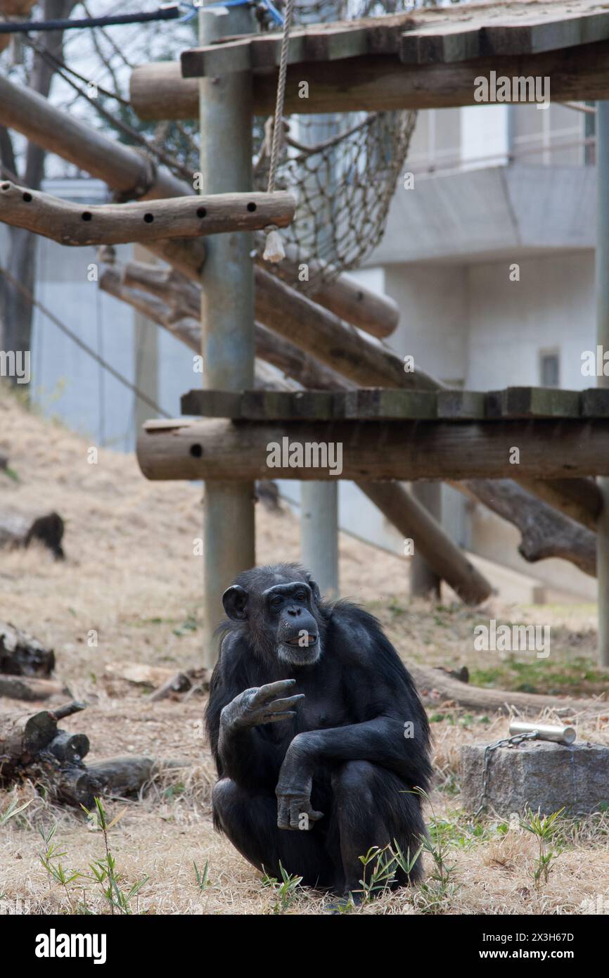 Ein Schimpanse (Pan troglodytes) in seinem Gehege im Tama Zoo, Hino, Tokio, Japan Stockfoto