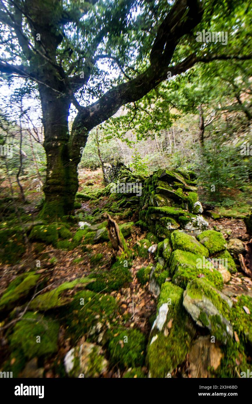 Ein verlassenes, gebrochenes Moos bedeckte Trockenmauern in den Eichenwäldern des Eryri National Park in Wales Stockfoto