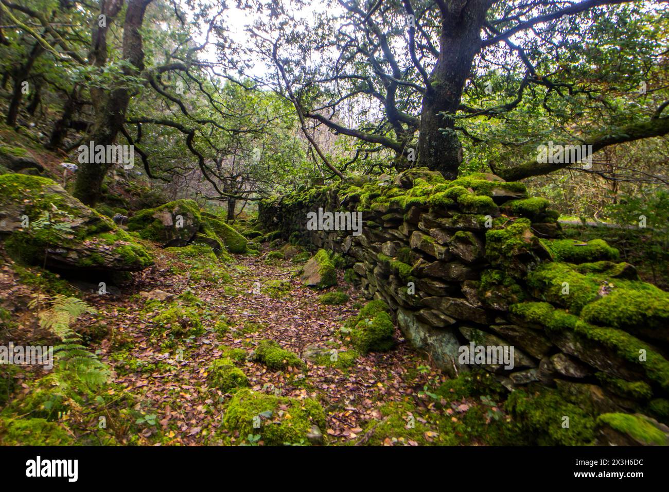 Verzauberter Wald. Stockfoto